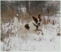 Ирландский красно-белый сеттер, Simply Gorgeous Shadow Dog, ID: 3525