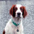 Ирландский красно-белый сеттер, Simply Gorgeous Shadow Dog, ID: 3525